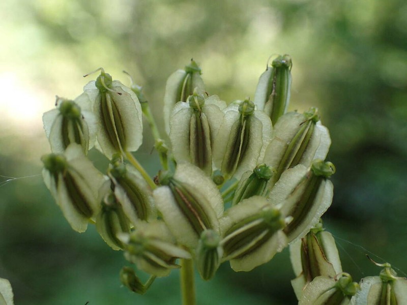 Thapsia nestleri photo 2