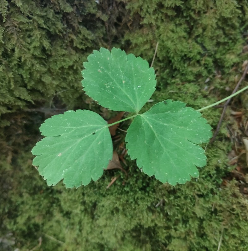 Thapsia nestleri photo 3