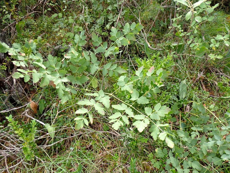 Thapsia nestleri photo 4