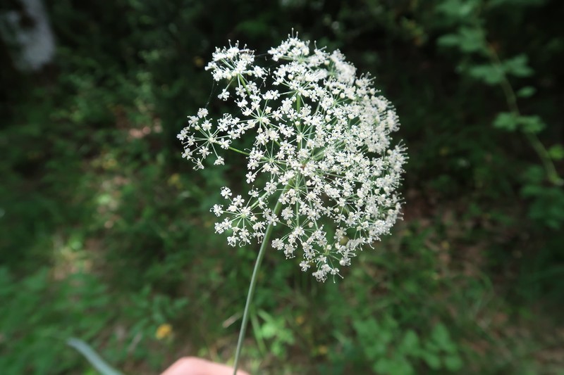 Thapsia nestleri photo 5