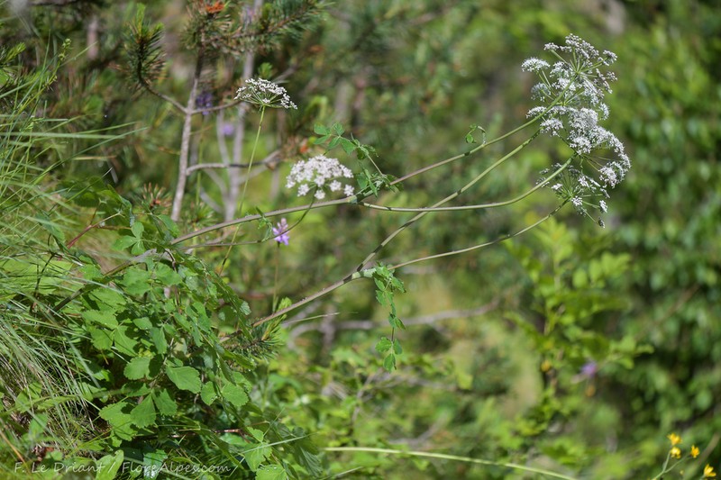 Thapsia nestleri photo 6