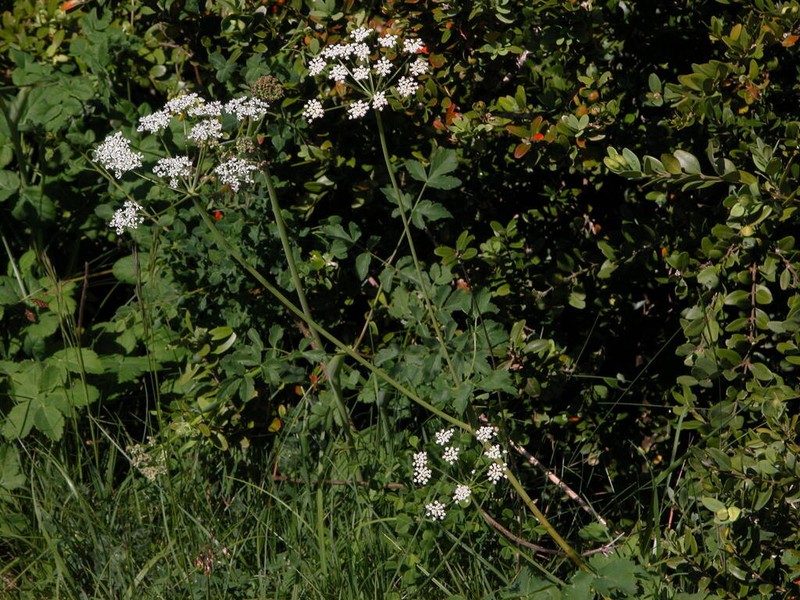 Thapsia nestleri photo 7