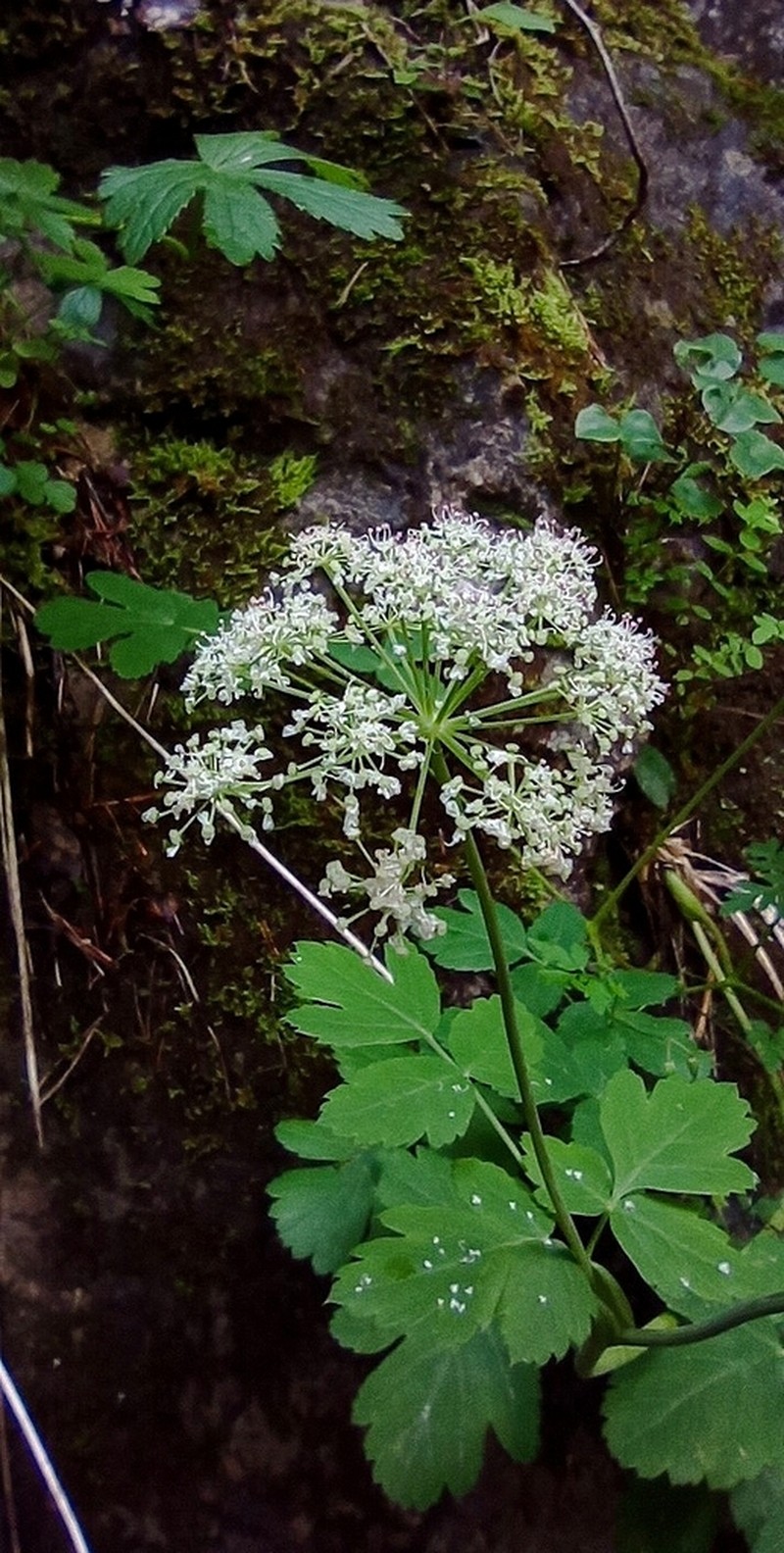Thapsia nestleri photo 8