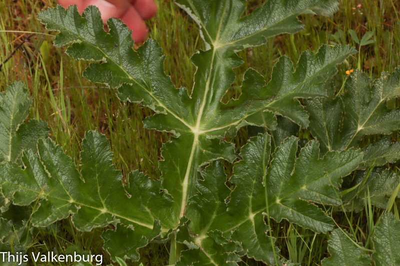 Thapsia nitida subsp. nitida