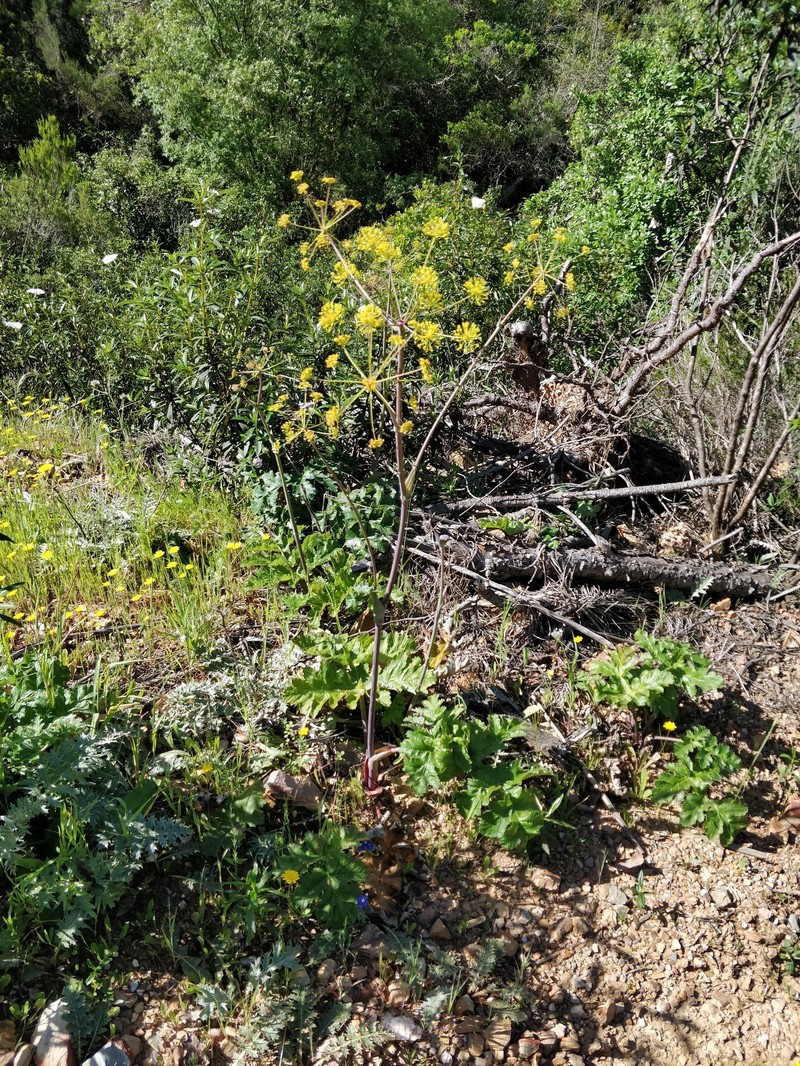 Thapsia nitida subsp. nitida photo 2