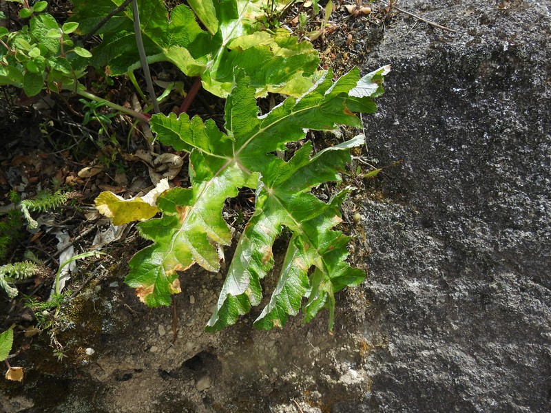 Thapsia nitida subsp. nitida photo 3
