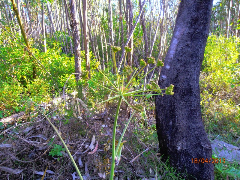 Thapsia nitida subsp. nitida photo 4