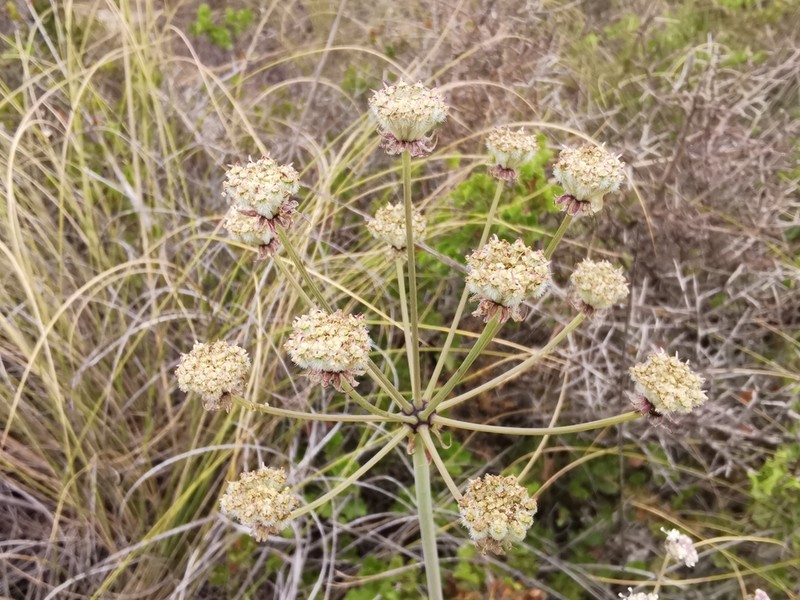 Thapsia scabra