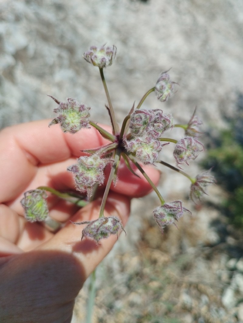 Thapsia scabra photo 2