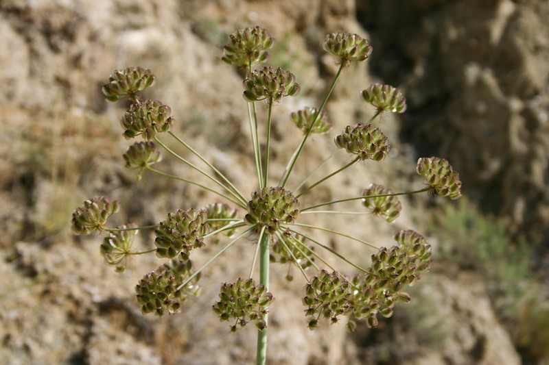 Thapsia scabra photo 3