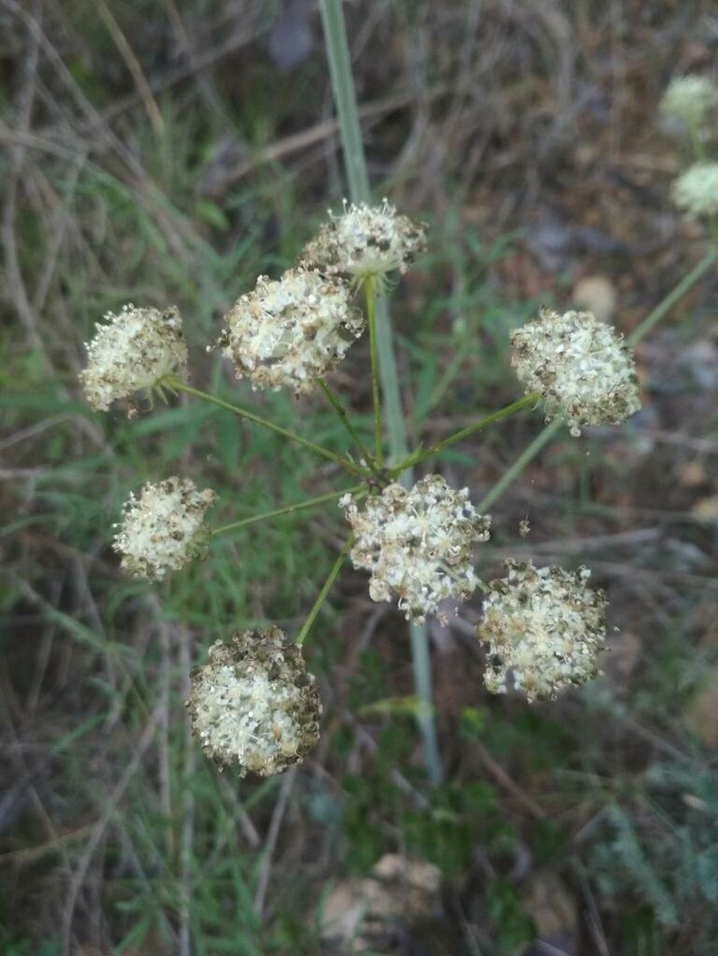 Thapsia scabra photo 4