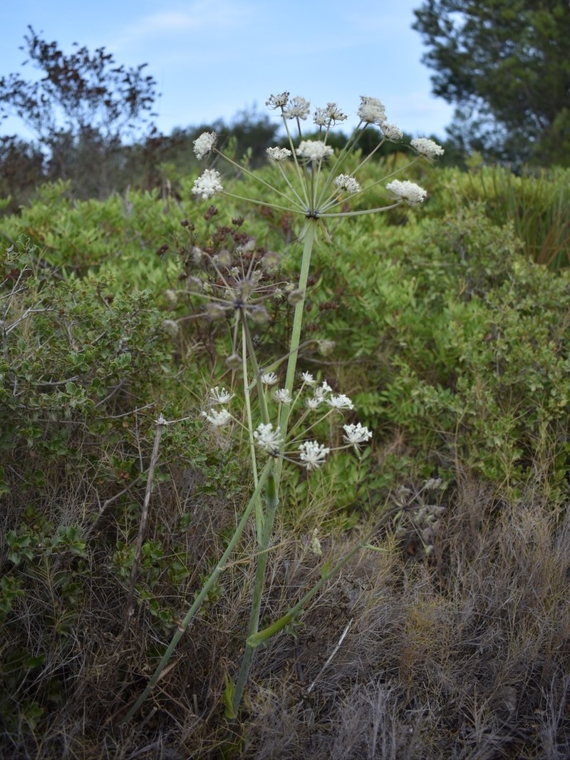 Thapsia scabra photo 5