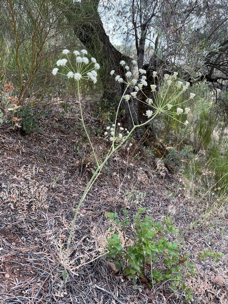 Thapsia scabra photo 6