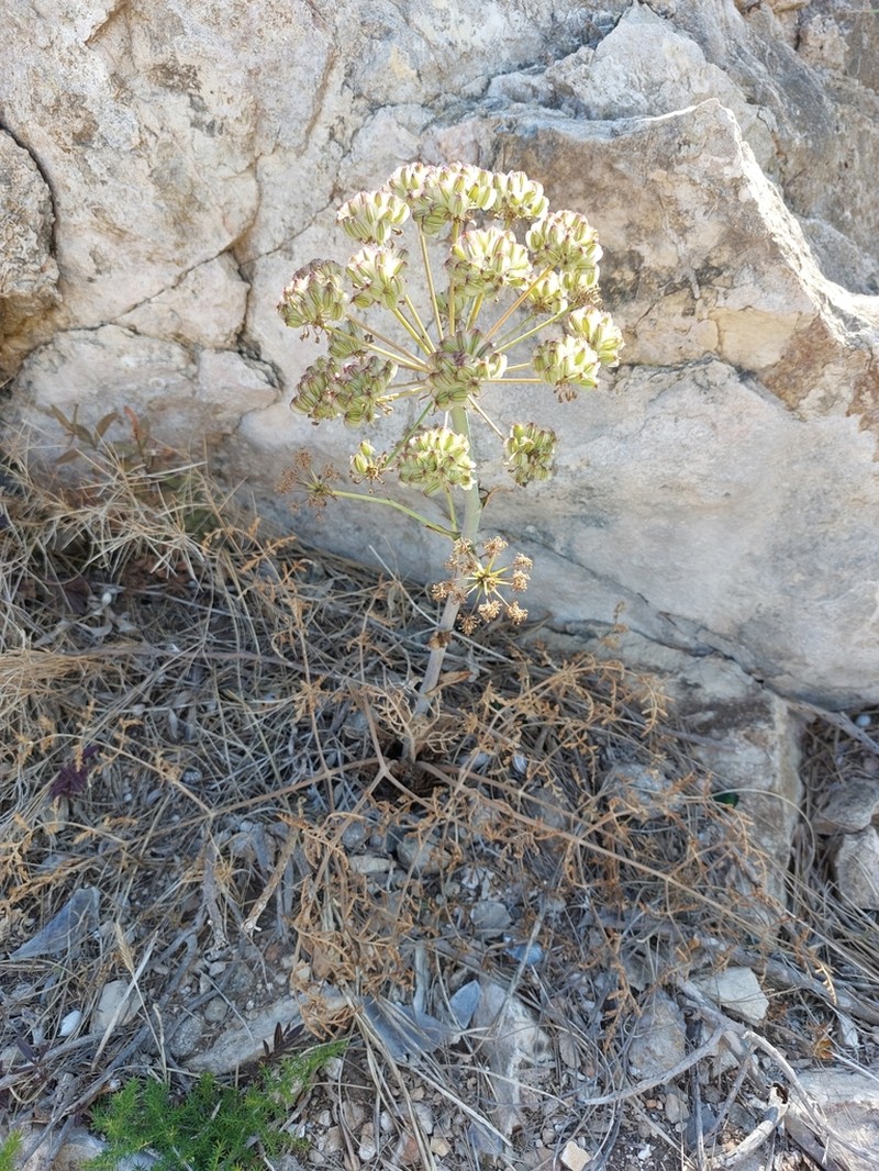 Thapsia scabra photo 7