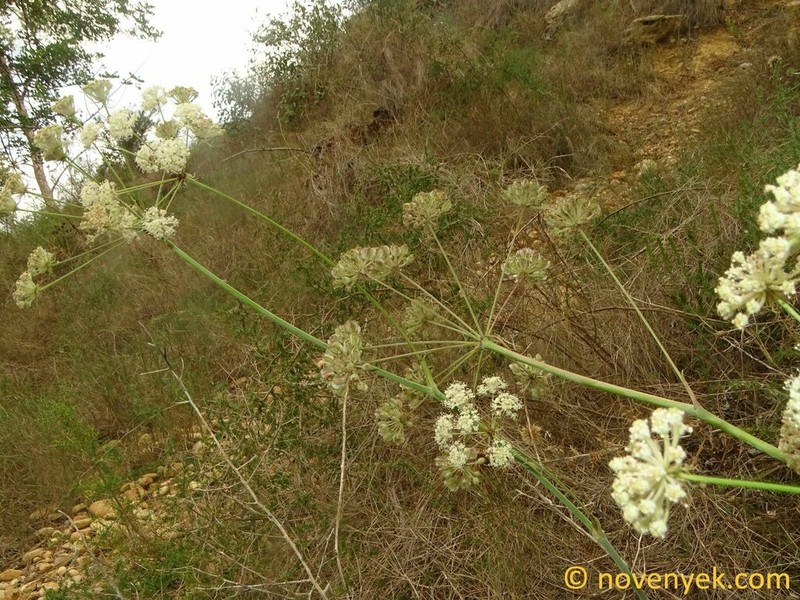 Thapsia scabra photo 8