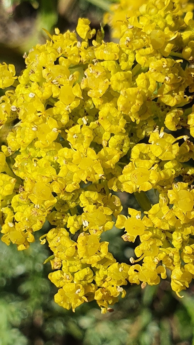 Thapsia thapsioides