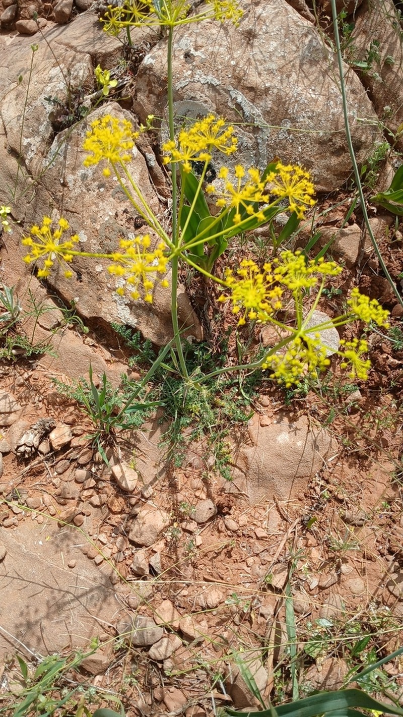 Thapsia thapsioides photo 2