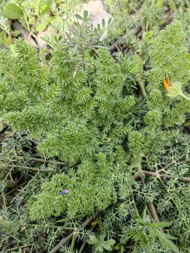 Thapsia thapsioides photo 3