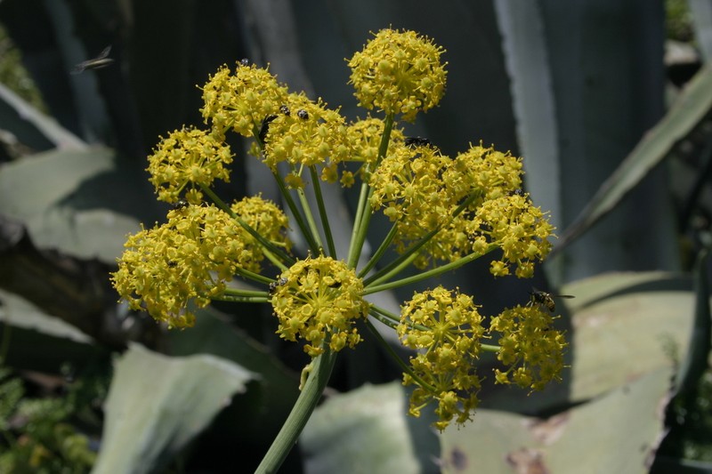 Thapsia thapsioides photo 4
