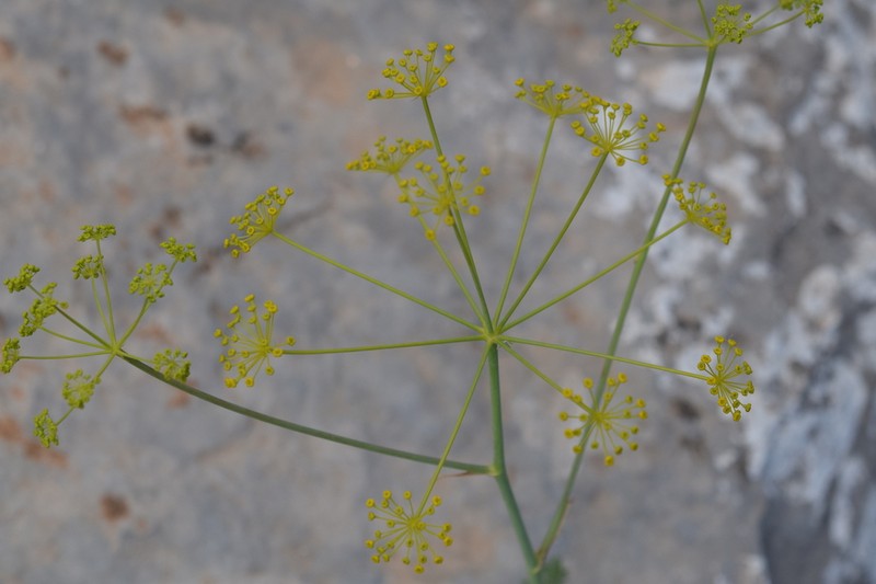Thapsia thapsioides photo 5