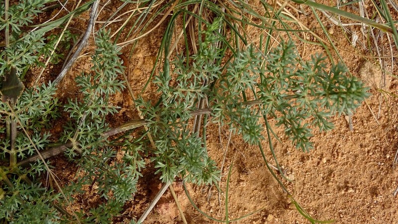 Thapsia thapsioides photo 8