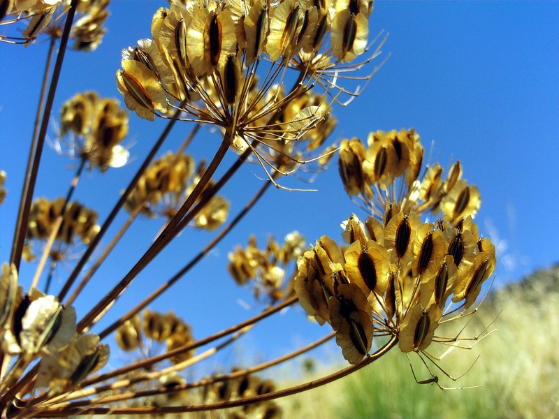 Thapsia villosa var. villosa