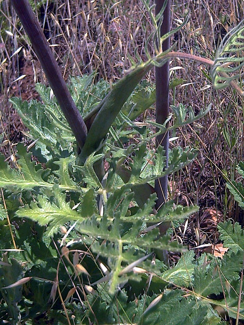 Thapsia villosa var. villosa photo 3