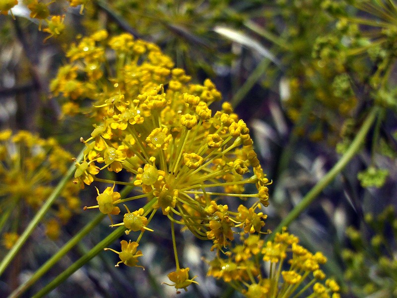 Thapsia villosa var. villosa photo 4