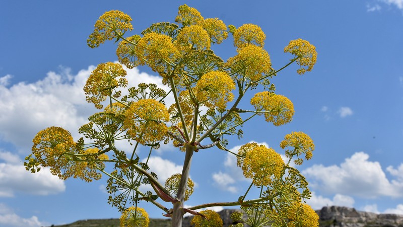 Thapsia villosa var. villosa photo 5