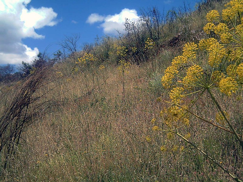 Thapsia villosa var. villosa photo 6