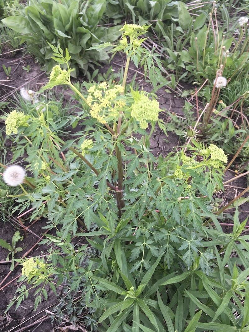 Hairyjoint Meadowparsnip