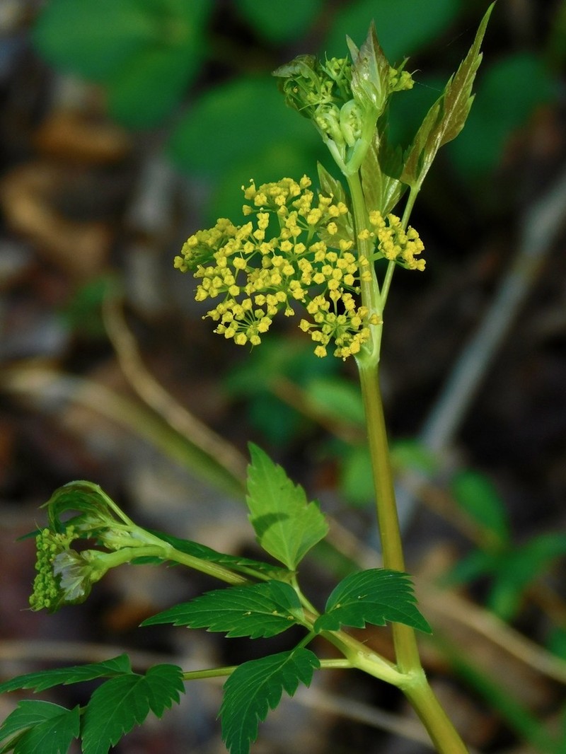 Hairyjoint Meadowparsnip photo 5