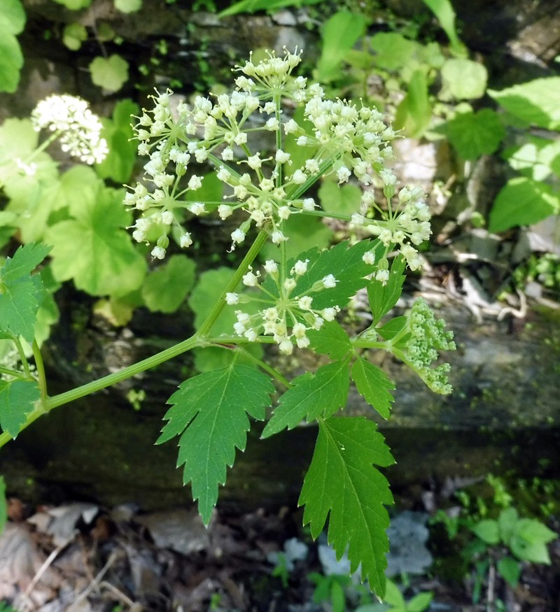 Thaspium chapmanii