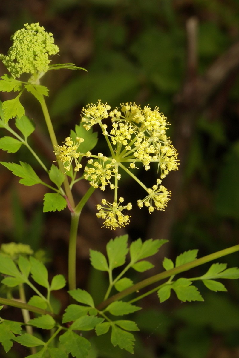 Thaspium chapmanii photo 2