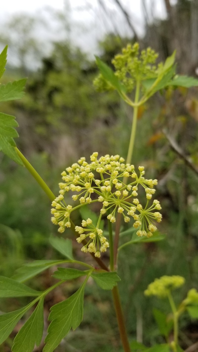 Thaspium chapmanii photo 3
