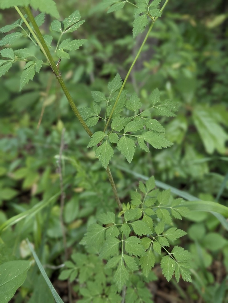 Thaspium chapmanii photo 5