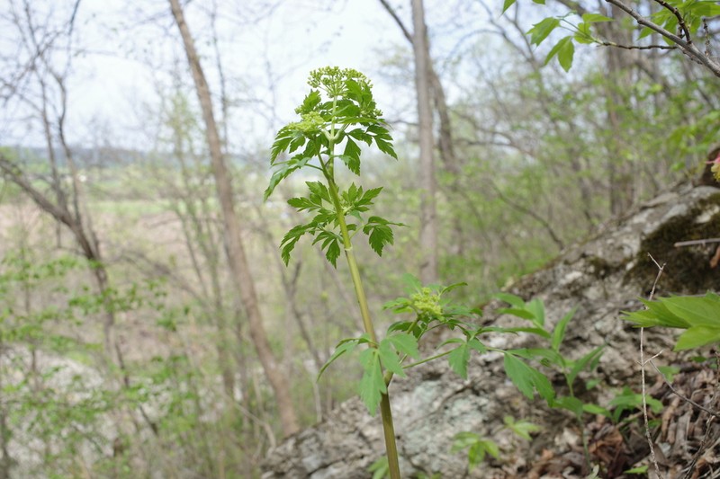 Thaspium chapmanii photo 6