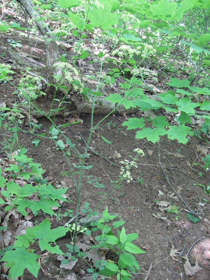 Thaspium chapmanii photo 7