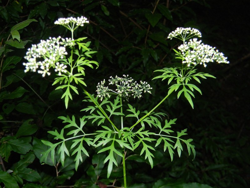 Cutleaf Meadowparsnip photo 2