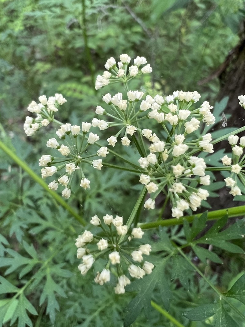 Cutleaf Meadowparsnip photo 6