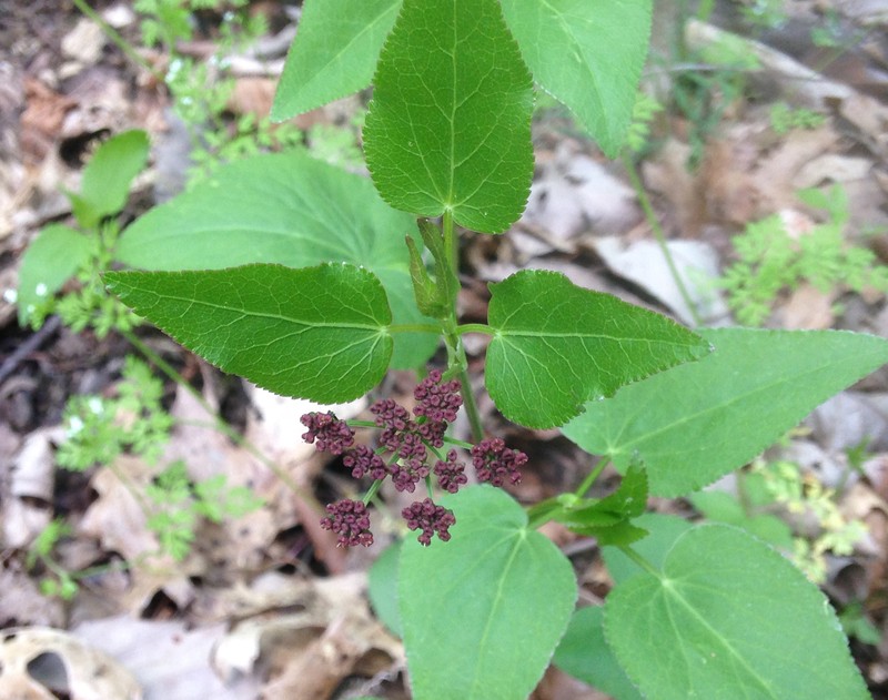 Purple Meadowparsnip