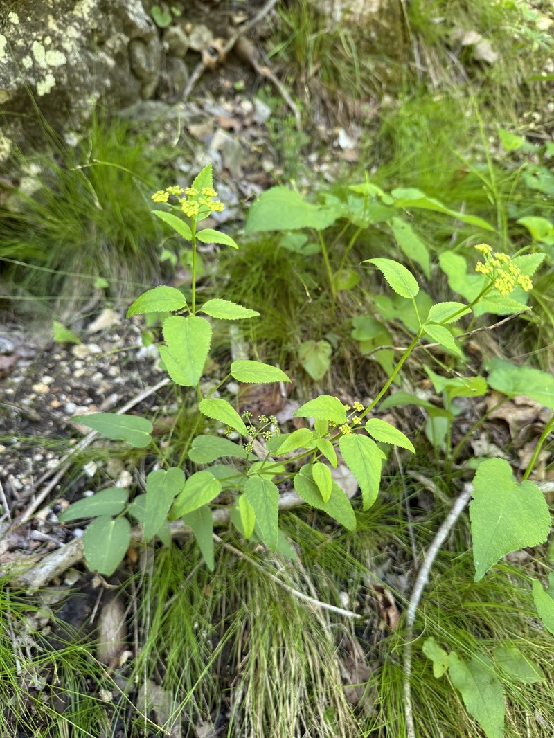 Thaspium trifoliatum var. aureum