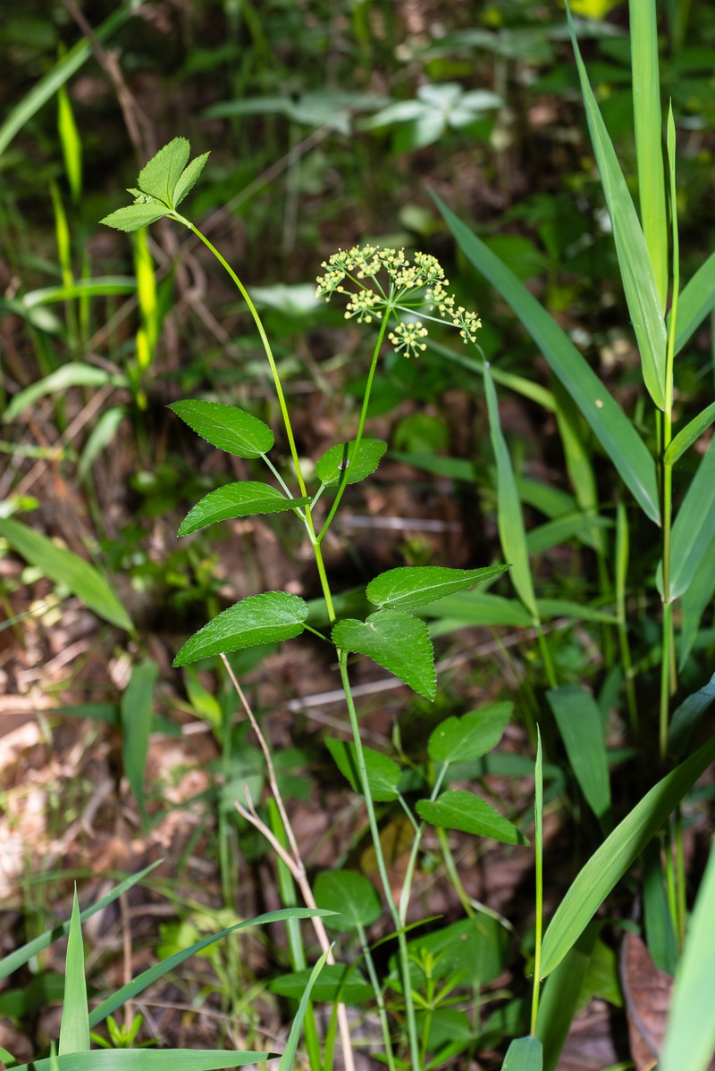 Thaspium trifoliatum var. aureum photo 2