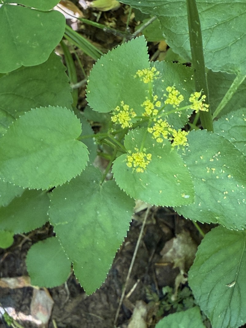Thaspium trifoliatum var. aureum photo 3