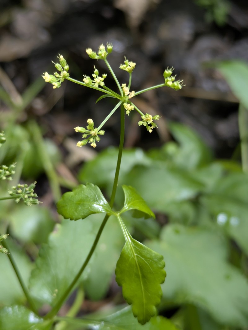 Thaspium trifoliatum var. aureum photo 4