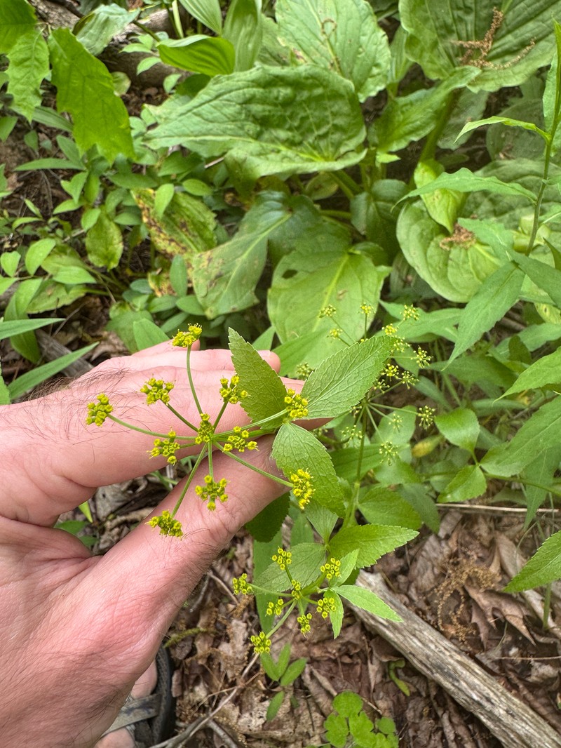 Thaspium trifoliatum var. aureum photo 5