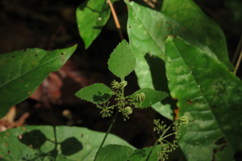 Thaspium trifoliatum var. aureum photo 6