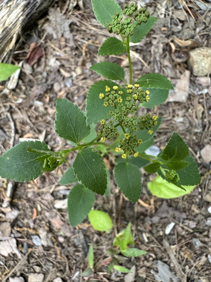 Thaspium trifoliatum var. aureum photo 7