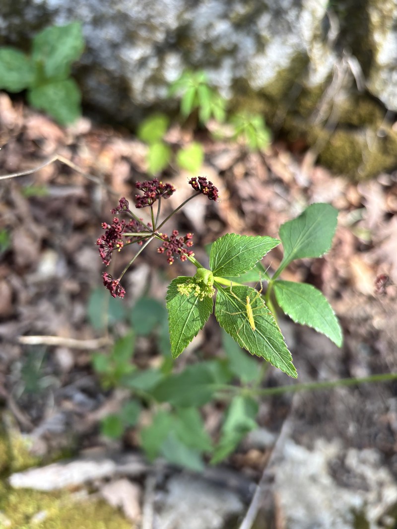 Thaspium trifoliatum var. trifoliatum