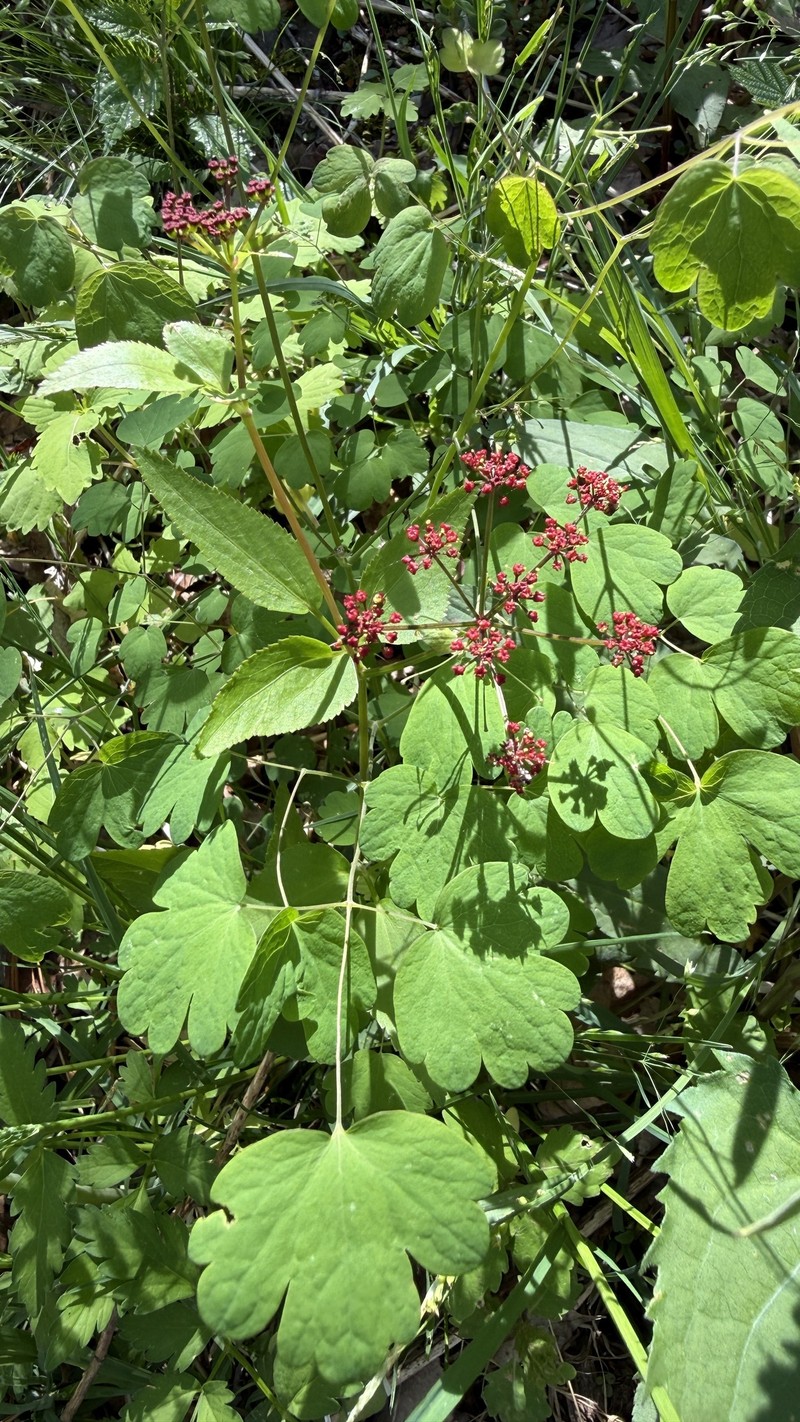 Thaspium trifoliatum var. trifoliatum photo 2